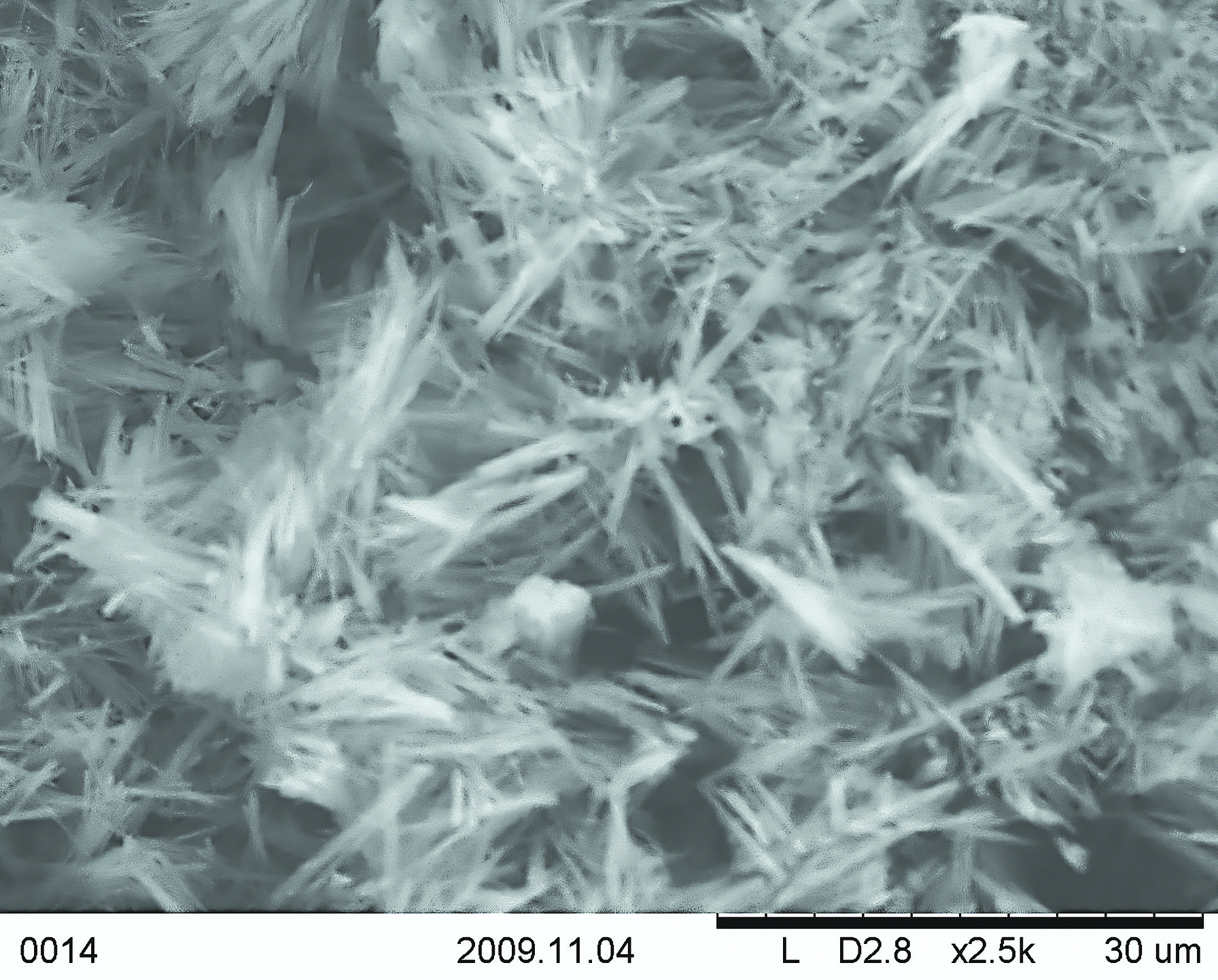 SEM image of microcrystalline Paclitaxel